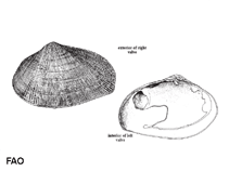 Image of Asaphis deflorata (Gaudy asaphis)