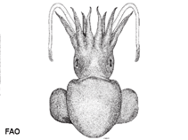 Image of Austrorossia antillensis (Antilles bobtail)