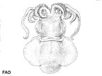 Image of Austrorossia australis (Big bottom bobtail squid)