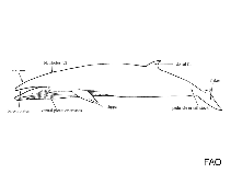 Image of Balaenoptera bonaerensis (Antarctic minke whale)