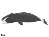 Image of Balaena mysticetus (Bowhead whale)