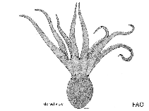 Image of Bathypurpurata profunda (Purplish octopus)