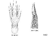 Image of Muusoctopus karubar (Karubar octopus)