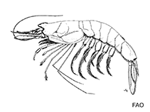 Image of Gennadas valens (Valuable blunt-tail prawn)