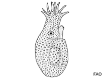 Image of Eledonella sheardi 