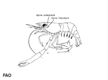 Image of Brachycarpus biunguiculatus (Twoclaw shrimp)