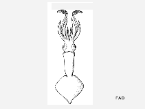 Image of Brachioteuthis picta (Arm squid)