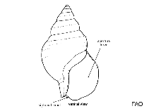 Image of Colus ombronius (Shady whelk)