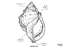 Image of Bursa asperrima 