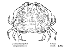 Image of Calappa sebastieni 