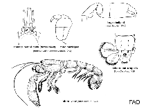 Image of Lepidophthalmus jamaicense (Estuarine ghost shrimp)