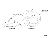 Image of Crepidula porcellana 