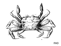 Image of Serenella leachii 