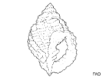 Image of Cancellaria reticulata (Common nutmeg)