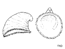 Image of Capulus tosaensis 