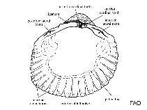 Image of Fragum scruposum 