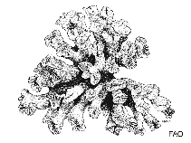 Image of Coenocyathus bowersi (Colonial cup coral)