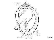 Image of Echinophoria hadra 