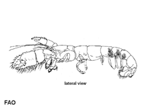 Image of Callianassa turnerana (Cameroon ghost shrimp)