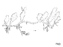 Image of Caulerpa macrodisca 