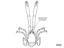 Image of Uroptychus cardus (Broom hare)