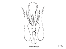 Image of Asperoteuthis nesisi 