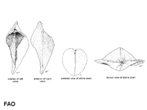 Image of Corculum cardissa (True heart cockle)