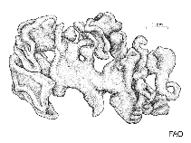 Image of Codium cerebriforme 