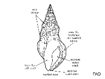 Image of Colubraria antillana 