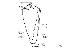 Image of Conus clarus 