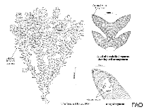 Image of Synarthrophyton schmitzii 