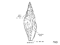 Image of Vexillum chickcharneorum 