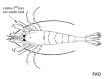 Image of Parapontophilus caledonicus 
