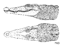 Image of Crocodylus acutus (American crocodyle)