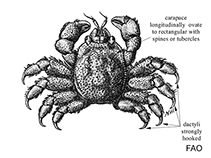 Image of Cryptochirus coralliodytes 