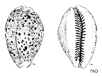 Image of Naria acicularis (Atlantic yellow cowrie)