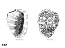 Image of Cypraecassis rufa (Bullmouth helmet)