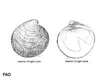 Image of Cyclina sinensis (Oriental Cylcina)