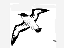 Image of Daption capense (Cape petrel)