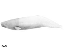 Image of Delphinapterus leucas (Beluga)