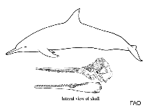 Image of Tursiops australis (Burrunan dolphin)