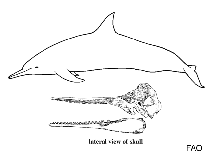 Image of Sousa plumbea 
