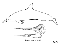 Image of Sotalia guianensis 