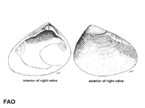 Image of Donax incarnatus (Fleshy Donax)