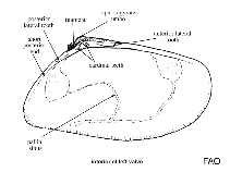 Image of Iphigenia altior (Tall false donax)