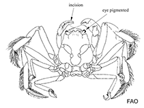 Image of Dorippe quadridens (Porter crab)