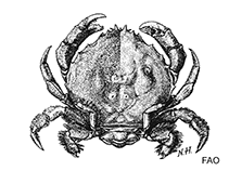 Image of Hypoconcha arcuata (Granulate shellback crab)