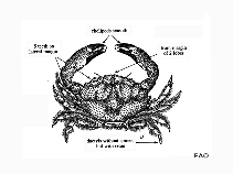 Image of Etisus laevimanus (Smooth spooner)