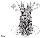 Image of Euprymna berryi (Double-ear bobtail)