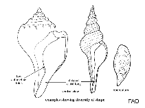 Image of Hemipolygona distincta 
